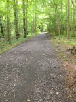Along the trail by my sister's in Virginia, where that white dog was running